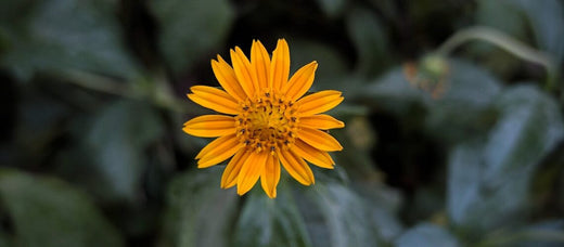 Arnica: Why it’s an Ingredient in Our Miracle Nerve Cream